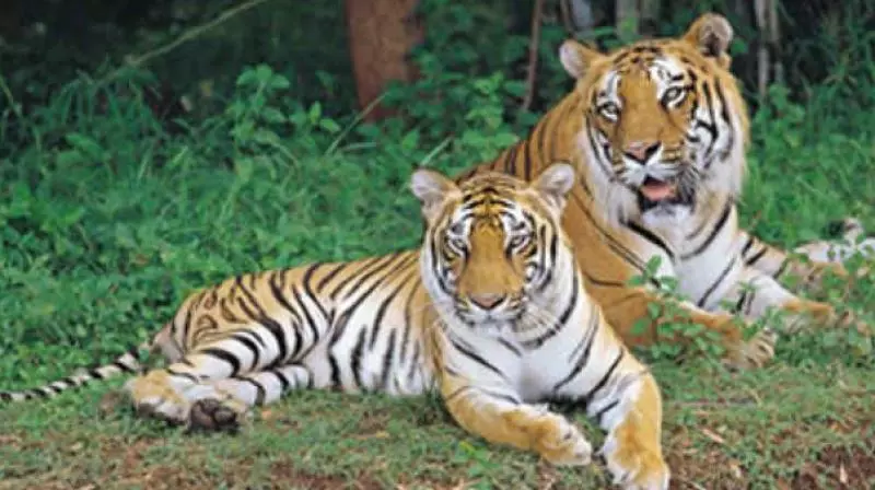 Telangana : 20 जनवरी से बाघों की गिनती के लिए पूरी तैयारी बाघों की गिनती के लिए Telangana : 20 जनवरी से बाघों की गिनती के लिए पूरी तैयारी बाघों की गिनती के लिए
