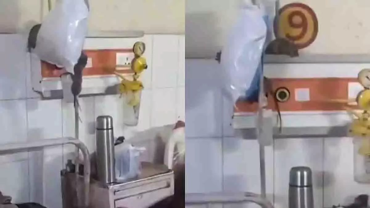 Gonda मेडिकल कॉलेज: ऑर्थो वार्ड में चूहे घूमते मिले, वायरल वीडियो से गुस्सा Gonda मेडिकल कॉलेज: ऑर्थो वार्ड में चूहे घूमते मिले, वायरल वीडियो से गुस्सा
