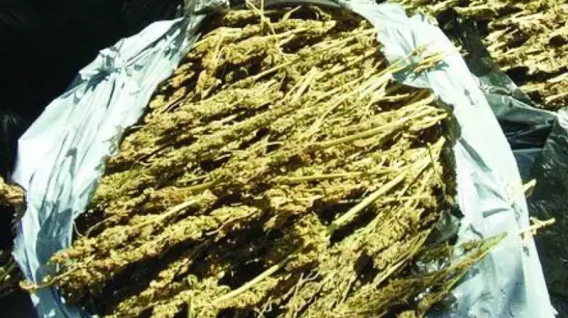 Police ने ₹7 लाख का 21 किलो गांजा ज़ब्त किया; 2 लोग गिरफ्तार