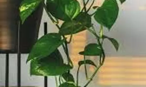 Top 5 Indoor Plants for Prosperity: ये 5 इनडोर प्लांट सांसों को देंगे राहत और किस्मत को मजबूती Top 5 Indoor Plants for Prosperity: ये 5 इनडोर प्लांट सांसों को देंगे राहत और किस्मत को मजबूती