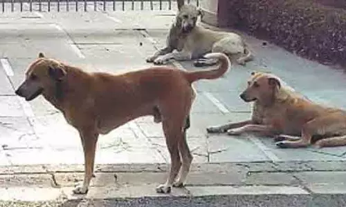 Firozpur village में आवारा कुत्तों ने 22 साल के युवक को नोच-नोच कर मार डाला Firozpur village में आवारा कुत्तों ने 22 साल के युवक को नोच-नोच कर मार डाला