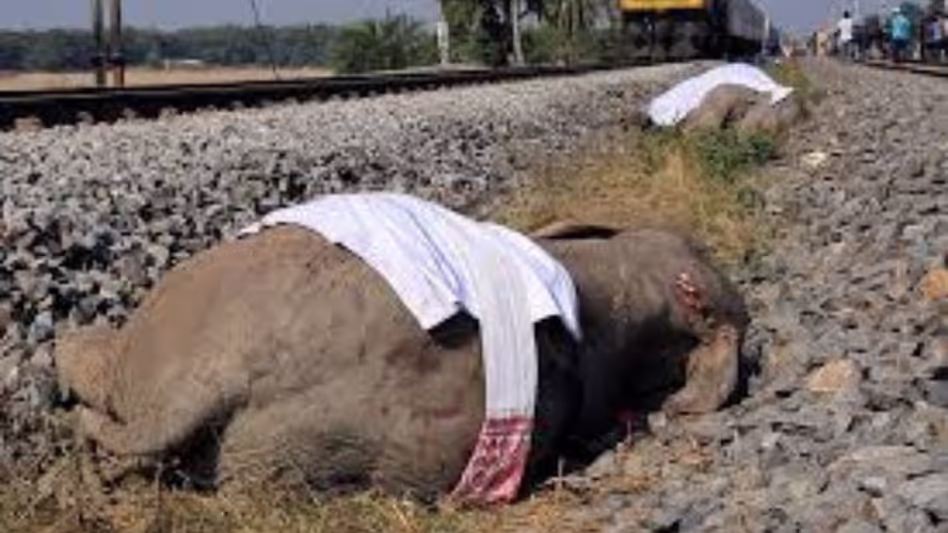ट्रेन दुर्घटना में सात हाथियों की मौत पर एनजीटी ने सीपीसीबी, Assam सरकार से जवाब मांगा ट्रेन दुर्घटना में सात हाथियों की मौत पर एनजीटी ने सीपीसीबी, Assam सरकार से जवाब मांगा