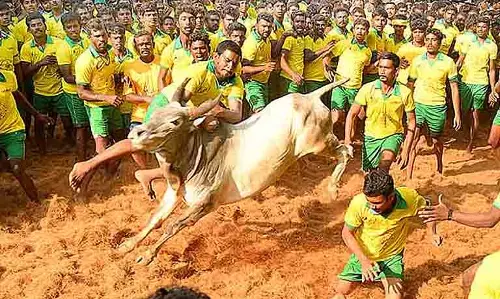 Avaniyapuram में सांडों की दहाड़, जल्लीकट्टू के तीन बड़े खेल आयोजनों में से पहला शुरू