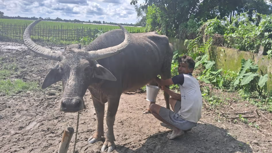 Assam के किसान जितुल बुरागोहेन को नेशनल ब्रीड कंज़र्वेशन अवॉर्ड से सम्मानित किया Assam के किसान जितुल बुरागोहेन को नेशनल ब्रीड कंज़र्वेशन अवॉर्ड से सम्मानित किया