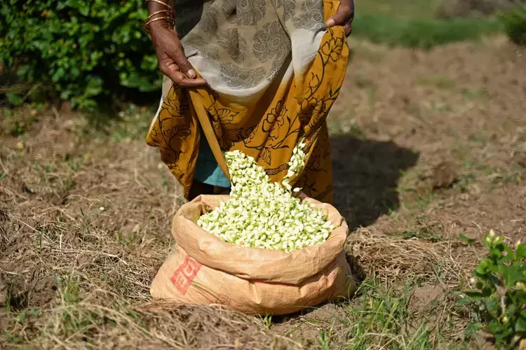 Kerala : ठंड के मौसम में प्रोडक्शन पर असर पड़ने से कीमतें ₹8,000 प्रति kg तक पहुंच गईं