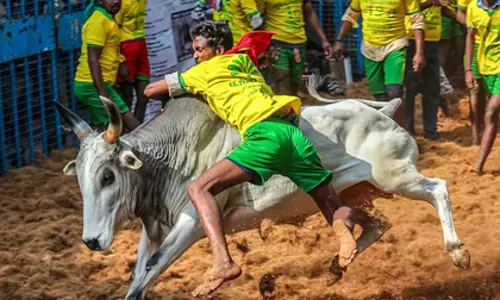 Tamil Nadu आज जल्लीकट्टू के लिए तैयार है, तैयारियां ज़ोरों पर