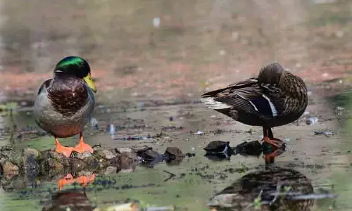 Renuka Wetland में प्रवासी पक्षियों की भरमार, 423 प्रजातियां देखी गईं Renuka Wetland में प्रवासी पक्षियों की भरमार, 423 प्रजातियां देखी गईं