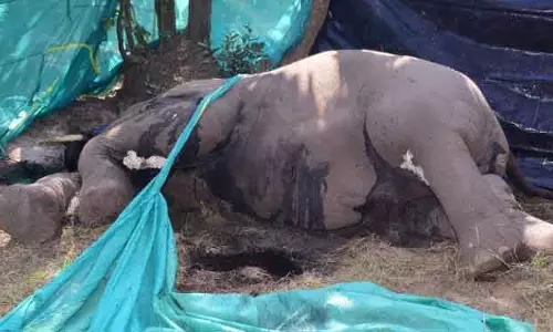 Boinda खेसाडा जंगल में टस्कर मृत मिला Boinda खेसाडा जंगल में टस्कर मृत मिला