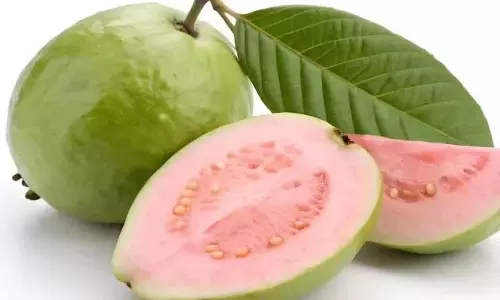अमरूद खाने का सबसे अच्छा समय क्या है? इससे हमें कौन से Nutrients मिलेंगे? अमरूद खाने का सबसे अच्छा समय क्या है? इससे हमें कौन से Nutrients मिलेंगे?