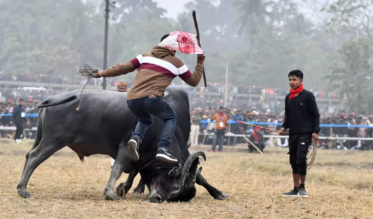 Assam: सरकार ने अगले साल मोह जूज की आधिकारिक वापसी के संकेत दिए