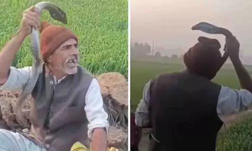 Rampur: कोबरा पकड़ना पड़ा भारी, तीन डंस के बाद मौत Rampur: कोबरा पकड़ना पड़ा भारी, तीन डंस के बाद मौत