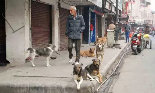 Amritsar: आवारा कुत्तों की बढ़ती आबादी एक बड़ी पब्लिक हेल्थ चिंता है Amritsar: आवारा कुत्तों की बढ़ती आबादी एक बड़ी पब्लिक हेल्थ चिंता है