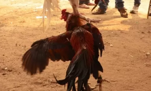 Andhra में मुर्गों की लड़ाई, आदमी ने 1.53 करोड़ रुपये जीते