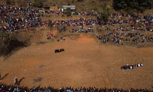 Nepali ग्रामीण सदियों पुरानी बैल लड़ाई की परंपरा को जीवित रखने के लिए संघर्ष कर रहे
