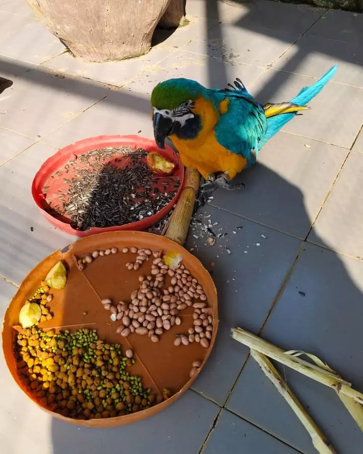 अफ्रीकन ग्रे तोता को देखने उमड़े पर्यटक अफ्रीकन ग्रे तोता को देखने उमड़े पर्यटक