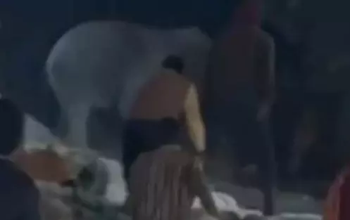 दंतेल हाथी ने धान खरीदी केंद्र में मचाया उत्पात, भागकर कर्मचारियों ने खुद को किया सुरक्षित दंतेल हाथी ने धान खरीदी केंद्र में मचाया उत्पात, भागकर कर्मचारियों ने खुद को किया सुरक्षित