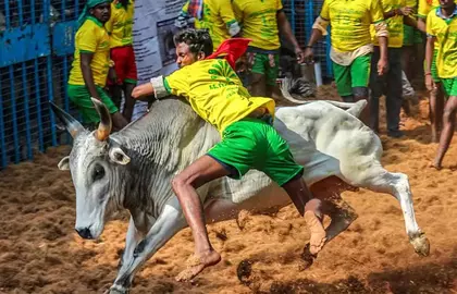 Tamil Nadu आज जल्लीकट्टू के लिए तैयार है, तैयारियां ज़ोरों पर Tamil Nadu आज जल्लीकट्टू के लिए तैयार है, तैयारियां ज़ोरों पर