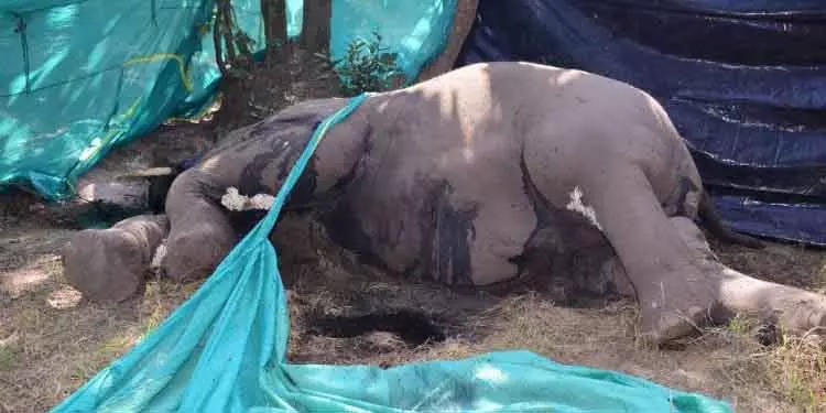 Boinda खेसाडा जंगल में टस्कर मृत मिला Boinda खेसाडा जंगल में टस्कर मृत मिला