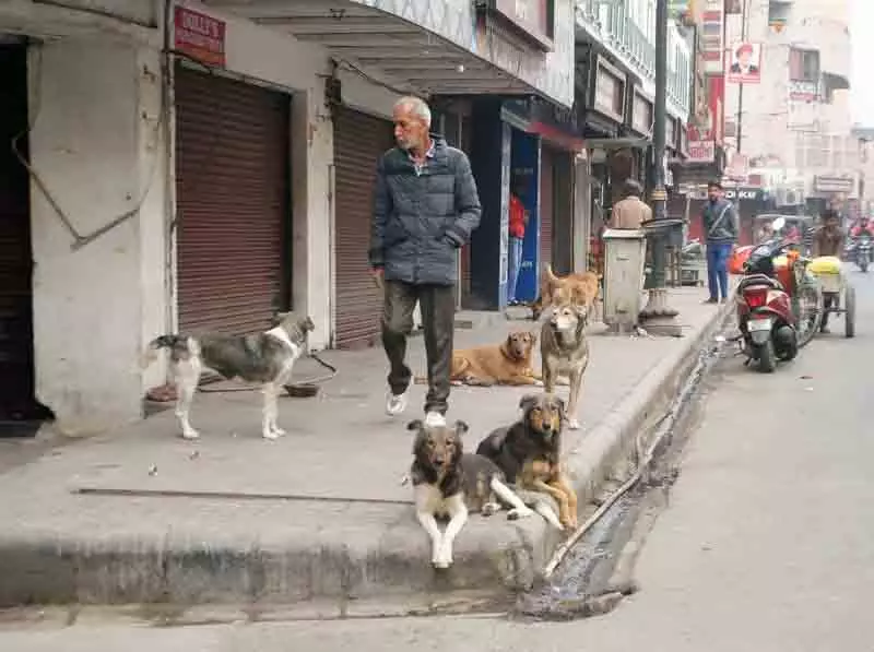 Amritsar: आवारा कुत्तों की बढ़ती आबादी एक बड़ी पब्लिक हेल्थ चिंता है Amritsar: आवारा कुत्तों की बढ़ती आबादी एक बड़ी पब्लिक हेल्थ चिंता है