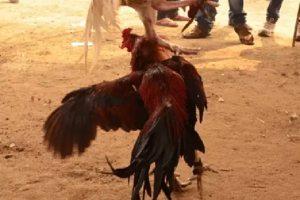 Andhra में मुर्गों की लड़ाई, आदमी ने 1.53 करोड़ रुपये जीते Andhra में मुर्गों की लड़ाई, आदमी ने 1.53 करोड़ रुपये जीते
