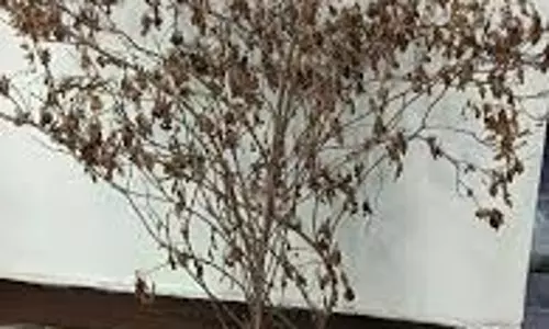 Tulsi Visarjan Rules: सूखी तुलसी को यूं फेंकना पड़ जाएगा भारी, शास्त्रों में बताए गए हैं खास नियम