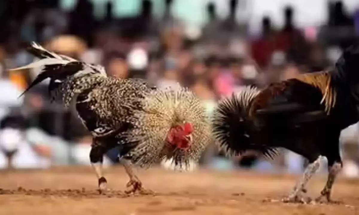 Andhra के एक व्यक्ति ने संक्रांति के दौरान मुर्गों की लड़ाई में 1.53 करोड़ रुपये जीते