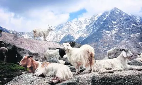 J&K: मुख्य सचिव ने लद्दाख में पश्मीना विकास योजना की समीक्षा की