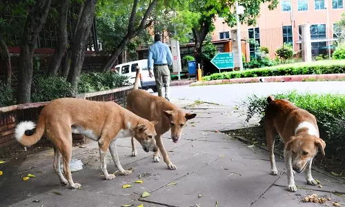 कुत्तों की मौत पशुपालन, MC अधिकारियों को रिपोर्ट जमा करने को कहा गया