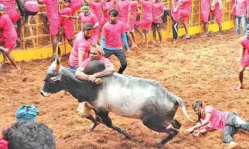 Trichy के नए सुरियुर स्टेडियम में जल्लीकट्टू शुरू हुआ