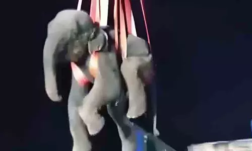 Dhenkanal में विस्फोटक खाने के बाद घायल हाथी की मौत