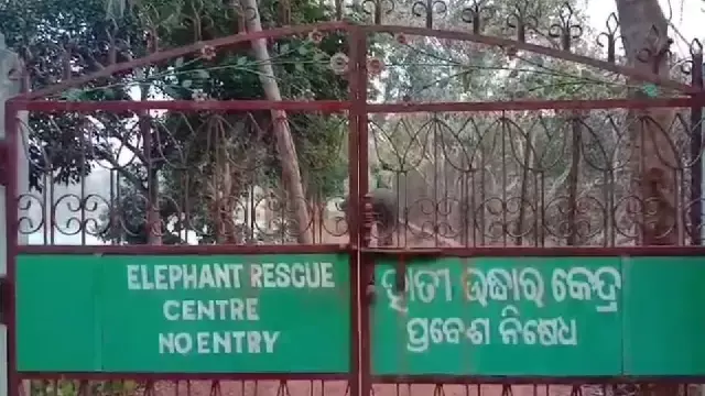 Dhenkanal में विस्फोटक खाने से बीमार हाथी की मौत