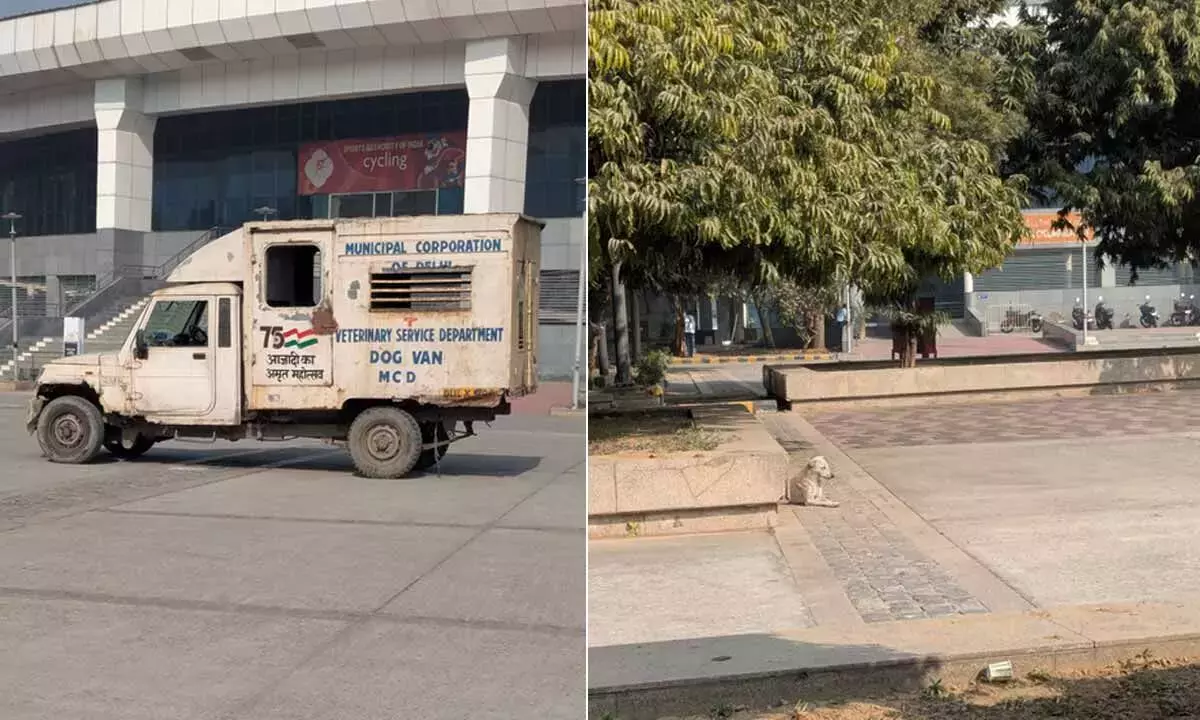 बंदरों के बाद IG स्पोर्ट्स Complex में आवारा कुत्ते दिखे