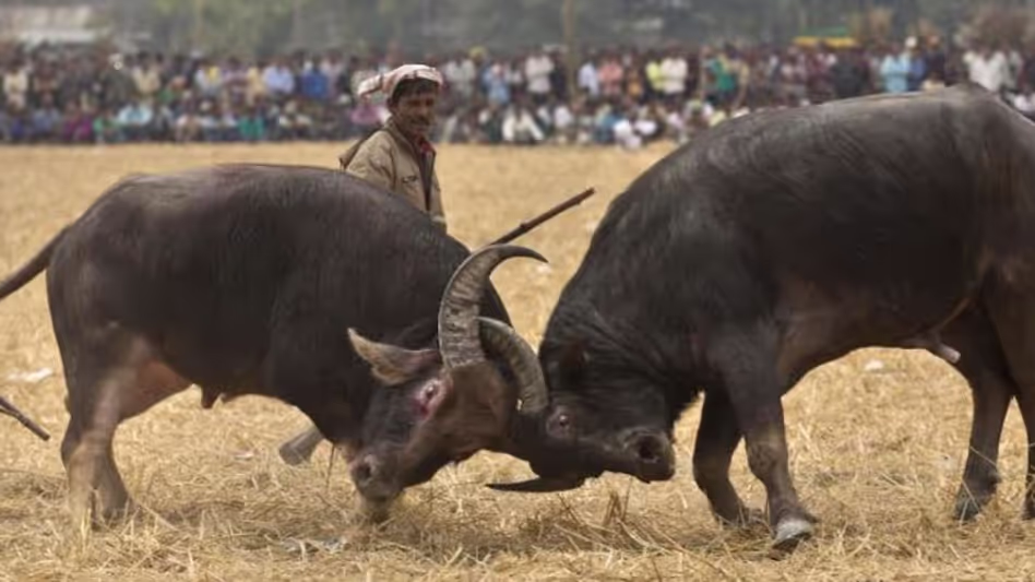 Assam के मोरीगांव में माघ बिहू के दौरान भैंसों की लड़ाई हुई
