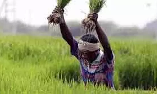 Tamil Nadu सरकार ने फसल नुकसान के लिए किसानों को 111.96 करोड़ रुपये जारी किए