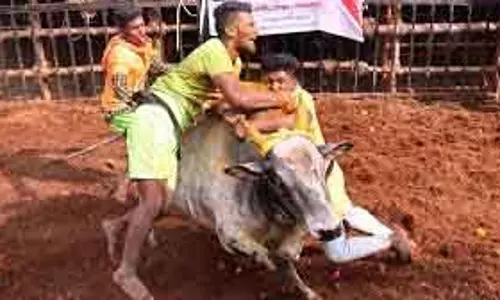 Chennai अवनियापुरम में जल्लीकट्टू उत्सव के बीच शुरू हुआ