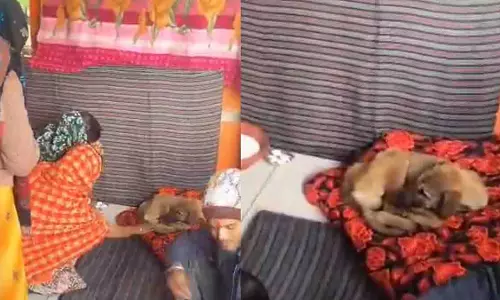 UP: वायरल कुत्ते की पूजा, भक्त हनुमान मूर्ति के चारों ओर चक्कर लगाने लगे UP: वायरल कुत्ते की पूजा, भक्त हनुमान मूर्ति के चारों ओर चक्कर लगाने लगे