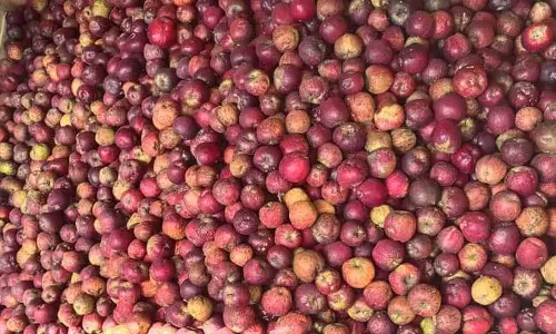 हिमाचल ने खरीदे गए 98K MT सेब का एक-तिहाई डंप किया