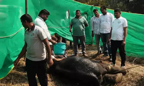 Odisha में विस्फोटक खाने के बाद इलाज के दौरान हाथी की मौत हो गई Odisha में विस्फोटक खाने के बाद इलाज के दौरान हाथी की मौत हो गई