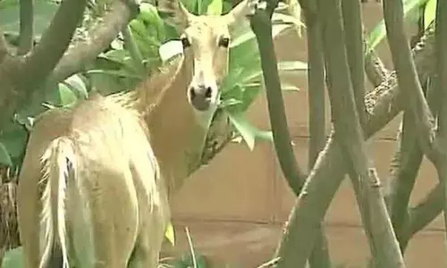 Guna, मध्य प्रदेश में नीलगाय और कार की टक्कर में 4 साल की बच्ची की मौत