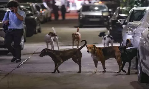 Supreme Court की चेतावनी: कुत्ते के काटने पर अब राज्यों को देना होगा भारी मुआवजा Supreme Court की चेतावनी: कुत्ते के काटने पर अब राज्यों को देना होगा भारी मुआवजा