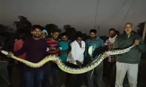 खेत के कुपाले में फंसा 10 फीट लंबा अजगर, जेसीबी की मदद से सुरक्षित निकाला गया खेत के कुपाले में फंसा 10 फीट लंबा अजगर, जेसीबी की मदद से सुरक्षित निकाला गया