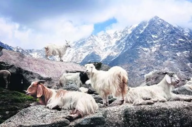 J&K: मुख्य सचिव ने लद्दाख में पश्मीना विकास योजना की समीक्षा की J&K: मुख्य सचिव ने लद्दाख में पश्मीना विकास योजना की समीक्षा की