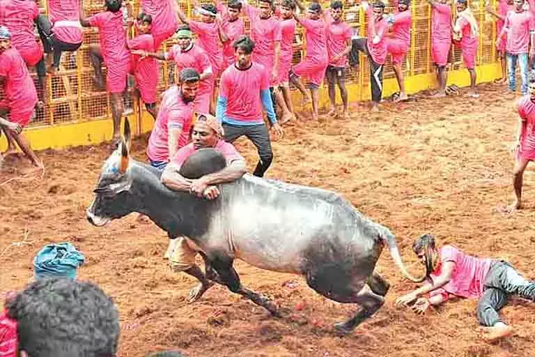 Trichy के नए सुरियुर स्टेडियम में जल्लीकट्टू शुरू हुआ Trichy के नए सुरियुर स्टेडियम में जल्लीकट्टू शुरू हुआ