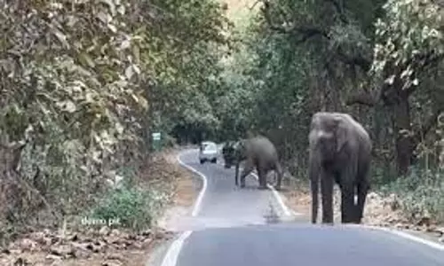Uttarakhand: Highway पर आ धमका हाथी, लोगों में मची दहशत Uttarakhand: Highway पर आ धमका हाथी, लोगों में मची दहशत