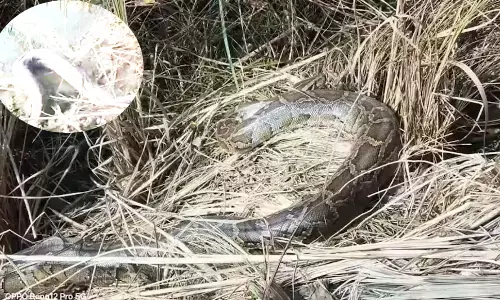 गांव के पास विशालकाय अजगर देखकर ग्रामीण दंग, कड़ी मशक्कत के बाद रेस्क्यू गांव के पास विशालकाय अजगर देखकर ग्रामीण दंग, कड़ी मशक्कत के बाद रेस्क्यू