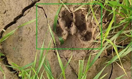 Rajouri : जंगली जानवर का खौफ,एक को किया घायल, Alert Rajouri : जंगली जानवर का खौफ,एक को किया घायल, Alert