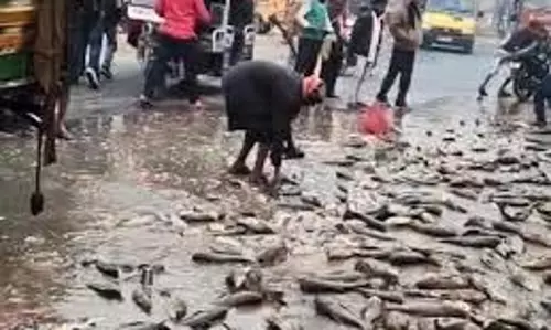 Bihar: छात्र को टक्कर मारकर पलटी मछली से भरी गाड़ी, मछलियों पर टूट पड़े लोग