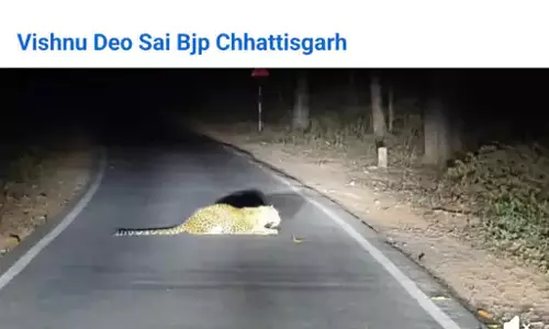 मंत्री ने सड़क में बैठे तेंदुआ का वीडियो किया पोस्ट, अफसरों ने बता दिया फेक मंत्री ने सड़क में बैठे तेंदुआ का वीडियो किया पोस्ट, अफसरों ने बता दिया फेक
