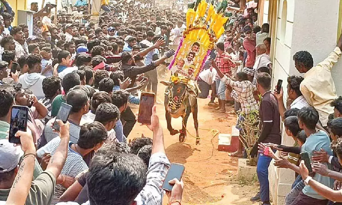 Tirupati के पास बैल को काबू करने वाले जल्लीकट्टू में भीड़ उमड़ी Tirupati के पास बैल को काबू करने वाले जल्लीकट्टू में भीड़ उमड़ी