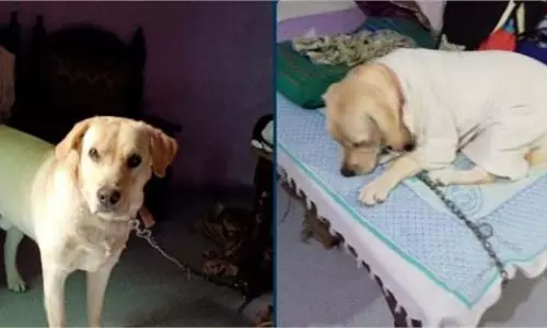 Rewari: लापता लेब्रा डॉग ‘डुग्गू’, परिवार पर टूटा दुखों का पहाड़ Rewari: लापता लेब्रा डॉग ‘डुग्गू’, परिवार पर टूटा दुखों का पहाड़